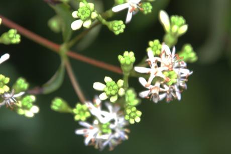 L'heptacodium miconioides commence à fleurir
