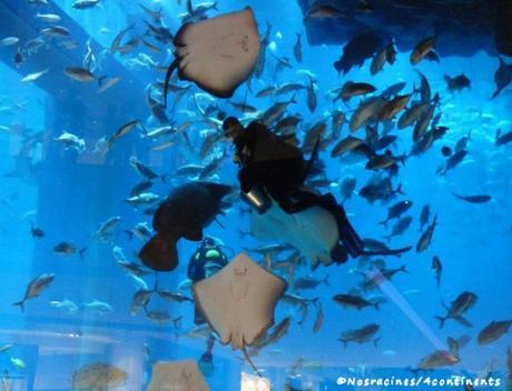 L'aquarium de Dubaï, Dubaï Mall