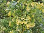 Ginkgo d'or
