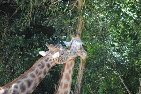 (6) La girafe de Kordofan.