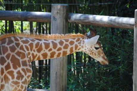 (4) La girafe de Kordofan.
