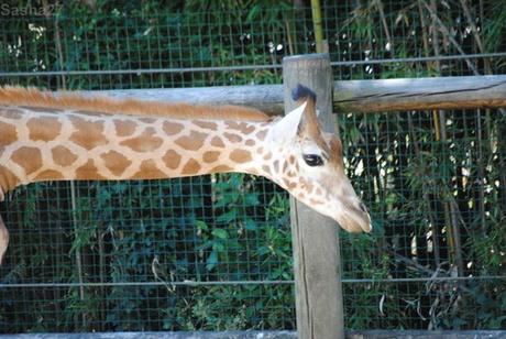(7) La girafe de Kordofan.