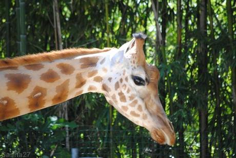 (9) La girafe de Kordofan.