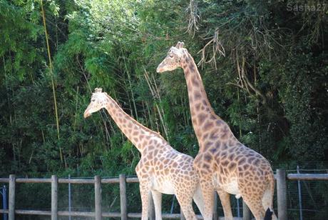 (8) La girafe de Kordofan.