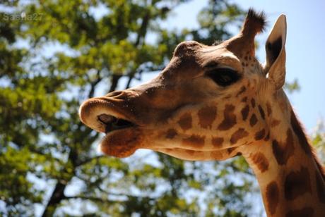 (3) La girafe de Kordofan.