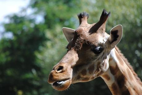 (1) La girafe de Kordofan.