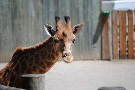 (10) La girafe de Kordofan.