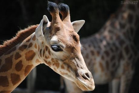 (12) La girafe de Kordofan.