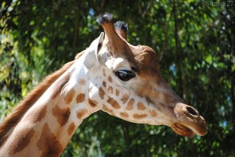 (2) La girafe de Kordofan.