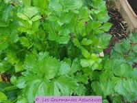 Soupe à la courgette et au céleri branche (Vegan)