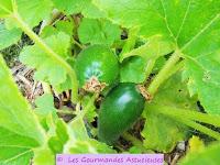 Soupe à la courgette et au céleri branche (Vegan)