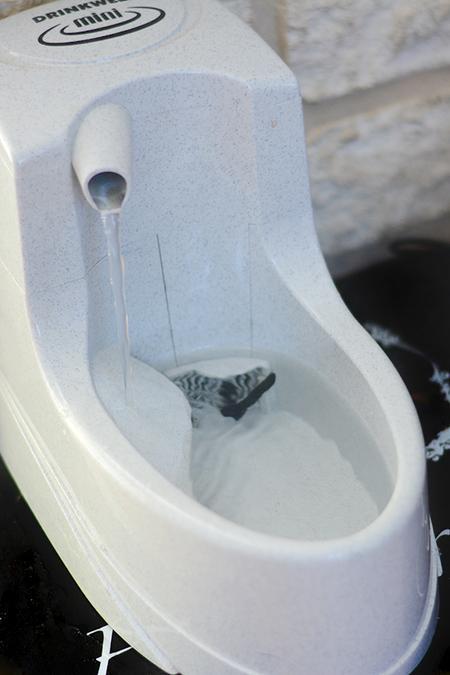 CroquetteLand : Fontaine à eau Drinkwell Mini