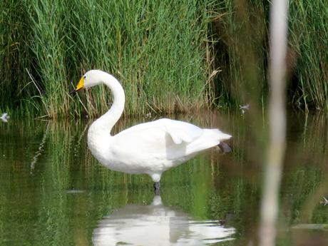 Le parc du Marquenterre
