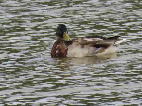 Le parc du Marquenterre
