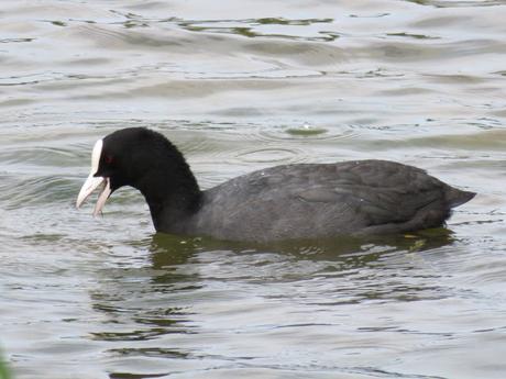 Le parc du Marquenterre