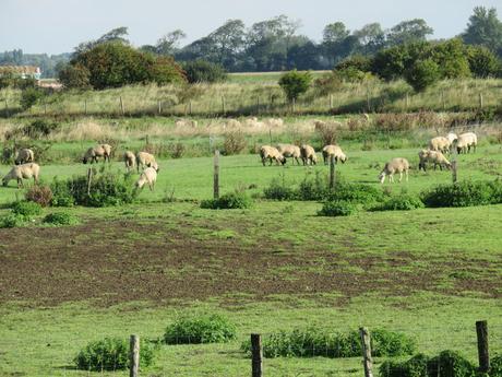 Le parc du Marquenterre