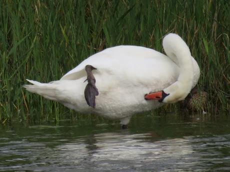 Le parc du Marquenterre
