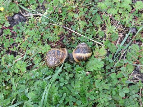 Le parc du Marquenterre