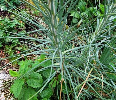 Asphodeline lutea, Asphodèle jaune