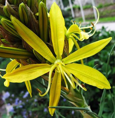 Asphodeline lutea, Asphodèle jaune