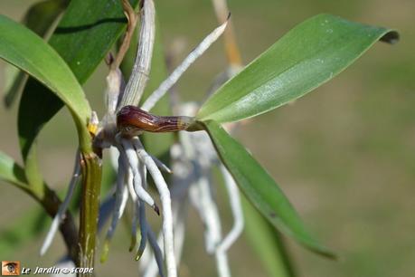 Keiki sur un Dendrobium 