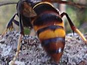 insecte redoutable mangeur d'abeilles, apprenez piéger!