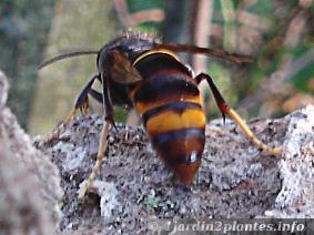 Cet insecte est un redoutable mangeur d'abeilles, apprenez à le piéger!