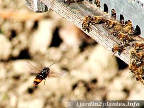 Cet insecte est un redoutable mangeur d'abeilles, apprenez à le piéger!