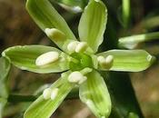 Loncomelos pyrenaicus (Ornithogale Pyrénées, Asperge bois)