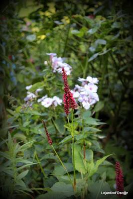 Tour de jardin...