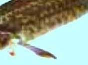 Lotte vinaigre framboises courgettes