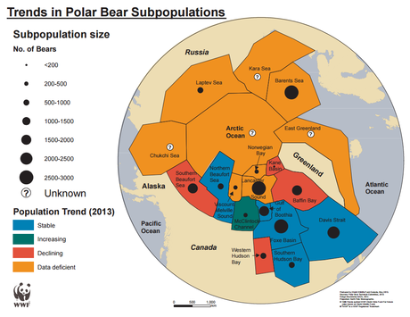Les ours polaires sont-ils condamnés ? Les ours polaires sont-ils condamnés ?