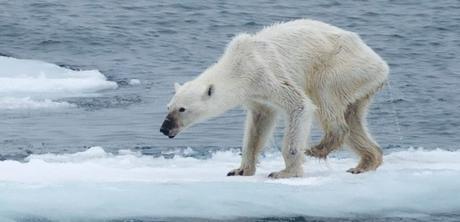 La photographe qui a pris le cliché veut alerter sur la menace que la fonte des glaces fait peser sur la population d'ours polaires. (KERSTIN LANGENBERGER/FACEBOOK)