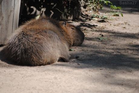 (4) Le capybara.
