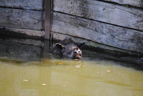 (13) Le tapir terrestre.