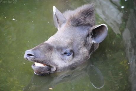 (10) Le tapir terrestre.