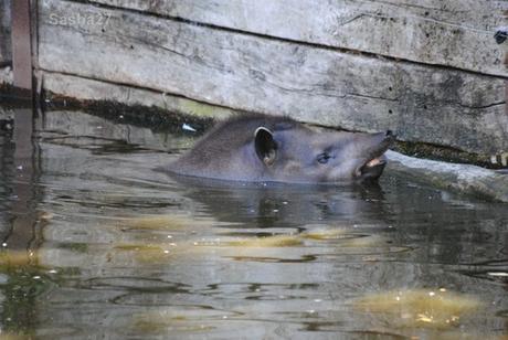 (6) Le tapir terrestre.