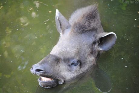 (12) Le tapir terrestre.