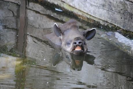 (9) Le tapir terrestre.