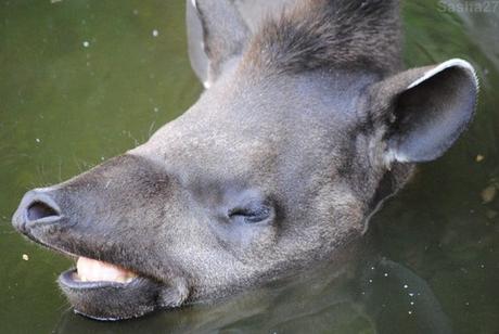 (11) Le tapir terrestre.