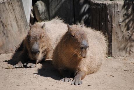 (5) Le capybara.