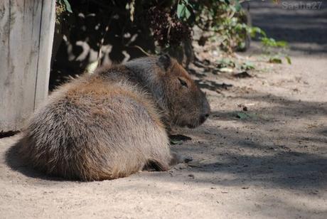 (6) Le capybara.