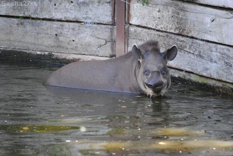 (5) Le tapir terrestre.