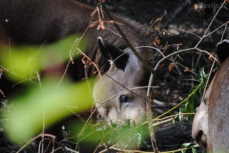 (3) Le tapir terrestre.