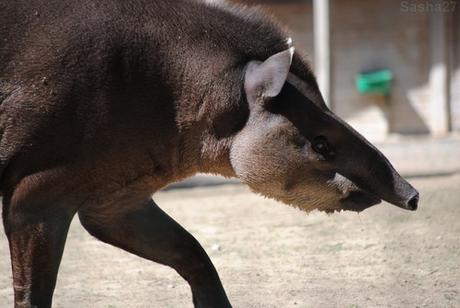 (1) Le tapir terrestre.