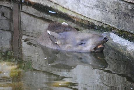 (8) Le tapir terrestre.