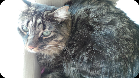 La glambox de Juillet