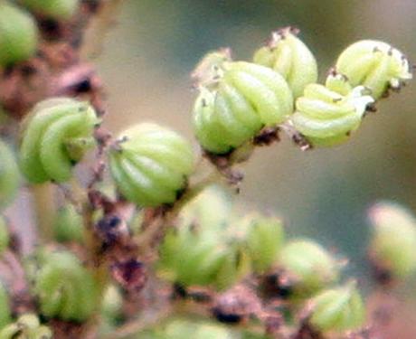 Fruits de fin d'été