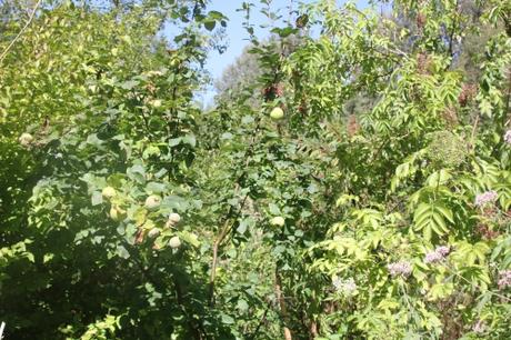 Fruits de fin d'été