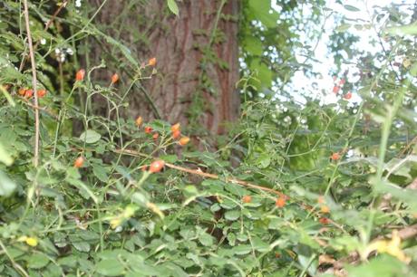 Fruits de fin d'été
